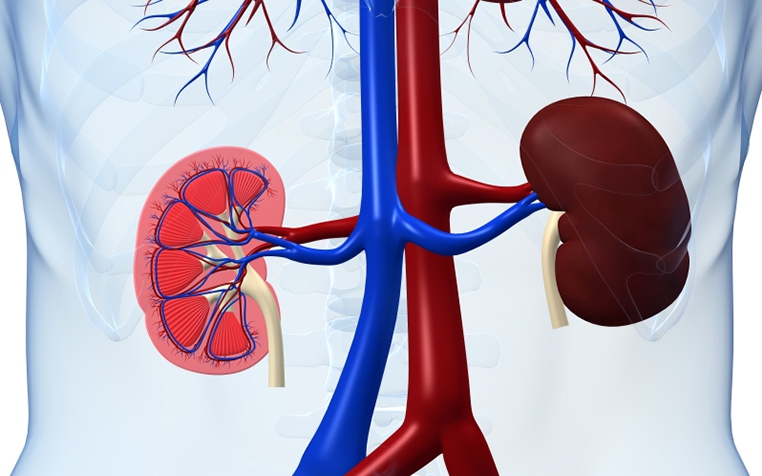 Cảnh báo: Biến chứng nguy hiểm khi dùng corticoid sai cách ở người bệnh cầu thận- Ảnh 4. Cảnh báo: Biến chứng nguy hiểm khi dùng corticoid sai cách ở người bệnh cầu thận- Ảnh 4.