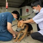 Hồi chuông cảnh báo bệnh dại ở Tây Ninh