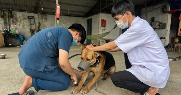 Hồi chuông cảnh báo bệnh dại ở Tây Ninh