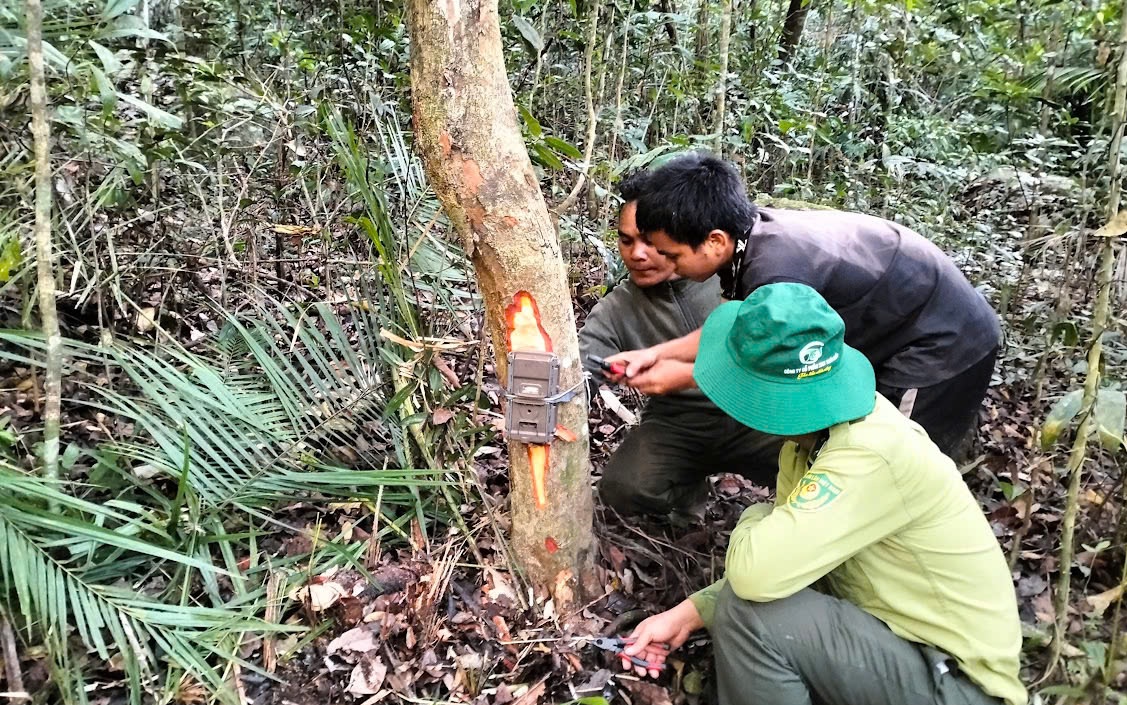Hé lộ cách đặt bẫy ảnh để ghi hình nhiều loài động vật quý hiếm ở Khánh Hòa