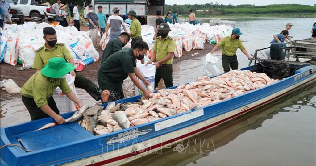 Hơn 100 tấn cá chết trên hồ Trị An