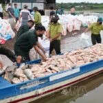 Hơn 100 tấn cá chết trên hồ Trị An