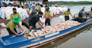 Hơn 100 tấn cá chết trên hồ Trị An