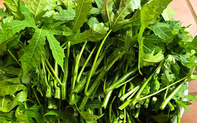 Cây rau mì chính bắt nguồn từ đâu?