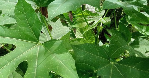Những ai không nên ăn rau mì chính?