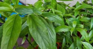 3 bài thuốc chữa bệnh từ cây xương khỉ