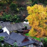 Từ y văn cổ đến nghiên cứu hiện đại: Vì sao Bạch quả được tin dùng trong hỗ trợ sức khỏe não bộ?