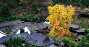 Từ y văn cổ đến nghiên cứu hiện đại: Vì sao Bạch quả được tin dùng trong hỗ trợ sức khỏe não bộ?