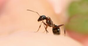 Người đàn ông nhập viện cấp cứu vì sốc phản vệ do kiến đốt