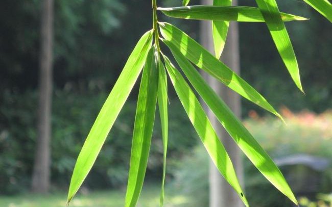 6 lợi ích sức khỏe của cây xương khỉ- Ảnh 3.