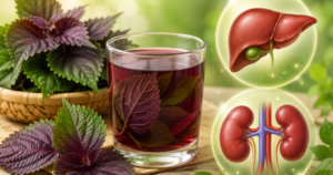 Uống nước lá tía tô mỗi ngày có ảnh hưởng đến gan và thận không?