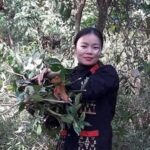 Lương y Lý Thị Mỹ Châu – Cố gắng gìn giữ bản sắc thuốc Nam của người Dao Ba Vì