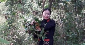 Lương y Lý Thị Mỹ Châu – Cố gắng gìn giữ bản sắc thuốc Nam của người Dao Ba Vì