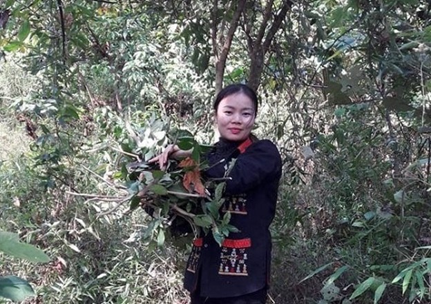 Lương y Lý Thị Mỹ Châu – Cố gắng gìn giữ bản sắc thuốc Nam của người Dao Ba Vì- Ảnh 3.