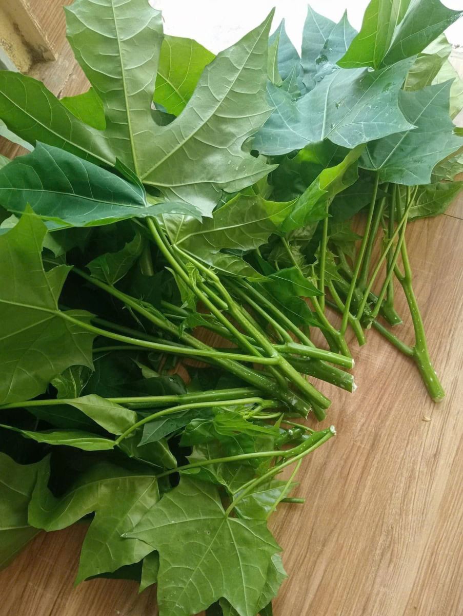 Cây rau mì chính ăn như thế nào?- Ảnh 1.