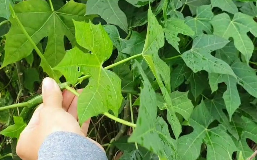 Cây rau mì chính ăn có tốt không?