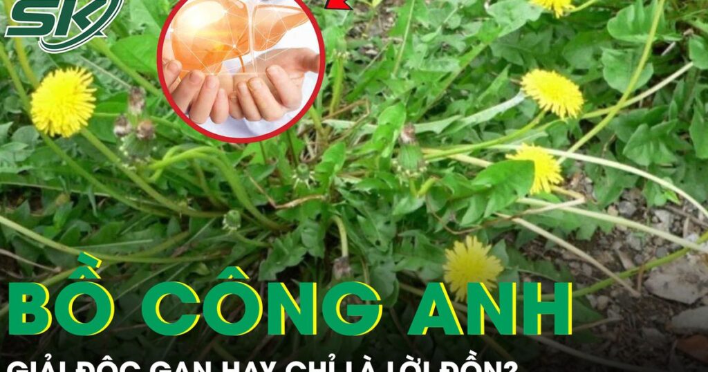 Rễ bồ công anh: ‘Thần dược’ giải độc gan hay chỉ là lời đồn?