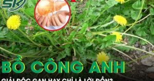 Rễ bồ công anh: ‘Thần dược’ giải độc gan hay chỉ là lời đồn?