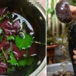 Dùng nước tía tô gội đầu mọc tóc con hiệu quả như thế nào?