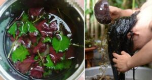 Dùng nước tía tô gội đầu mọc tóc con hiệu quả như thế nào?
