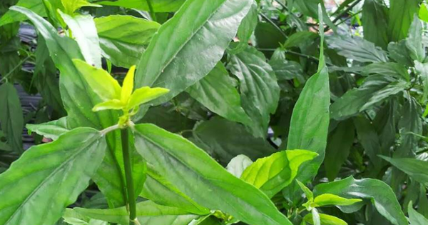 6 lợi ích sức khỏe của cây xương khỉ