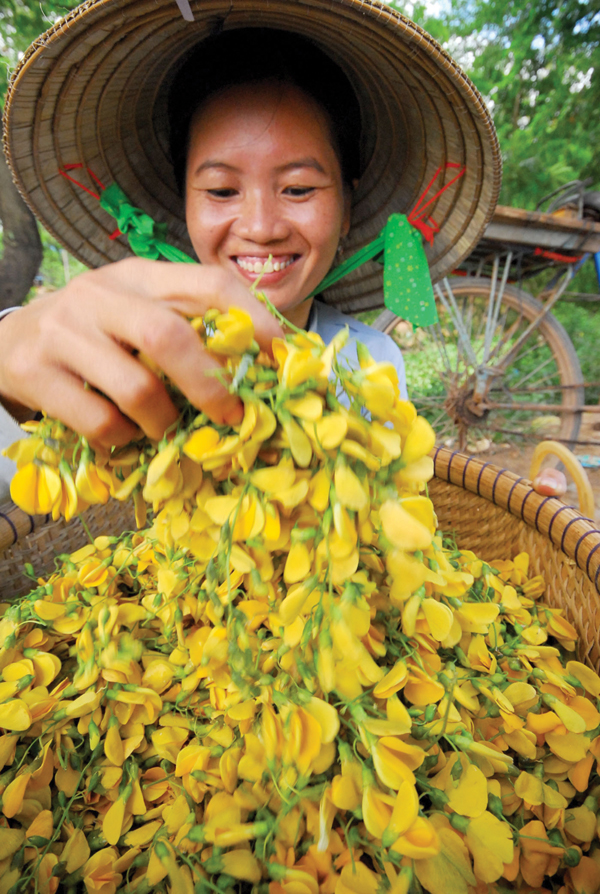 Tác dụng của hoa và cây điên điển