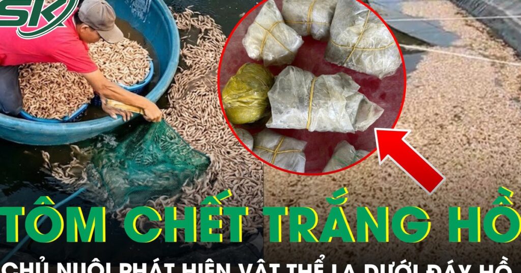50.000 con tôm sắp thu hoạch bất ngờ chết trắng hồ, chủ nuôi tá hỏa phát hiện 8 túi đất đèn dưới đáy