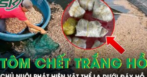 50.000 con tôm sắp thu hoạch bất ngờ chết trắng hồ, chủ nuôi tá hỏa phát hiện 8 túi đất đèn dưới đáy